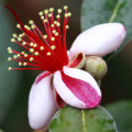 شکوفه گواوا Guava Blossom